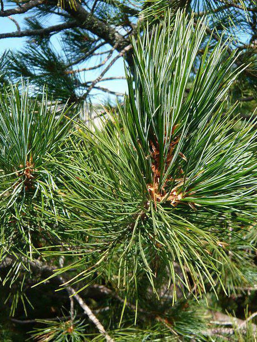 Сосна кедровая европейская (Pinus cembra) – вид 3