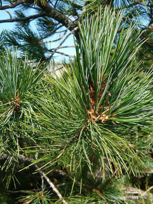 Сосна кедровая европейская (Pinus cembra) – вид 3