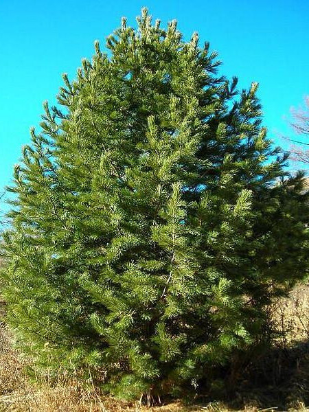 Сосна Сибирская кедровая (Pinus sibirica) – вид 1