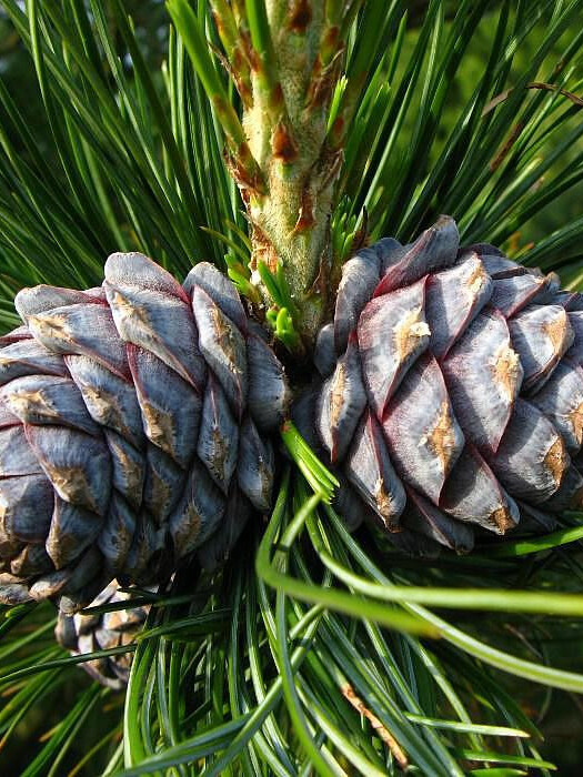 Сосна Сибирская кедровая (Pinus sibirica) – вид 2