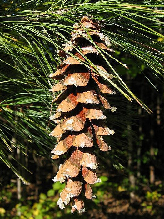 Сосна Веймутова (Pinus strobus) – вид 2