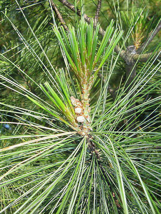 Сосна Веймутова (Pinus strobus) – вид 3