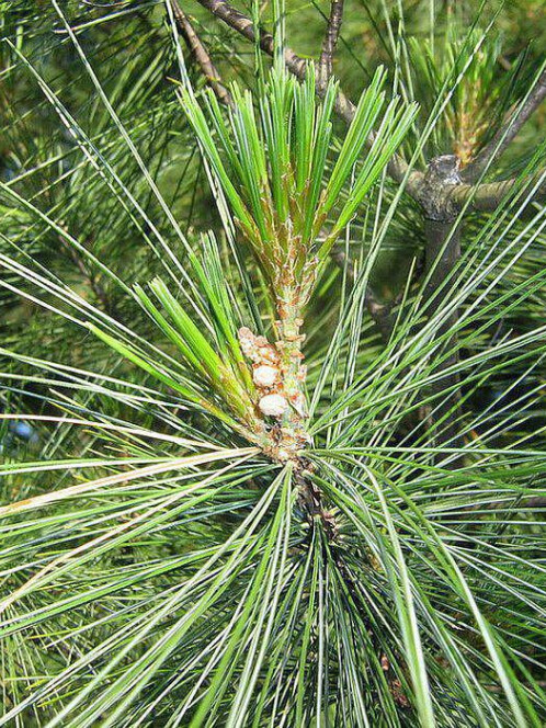 Сосна Веймутова (Pinus strobus) – вид 3