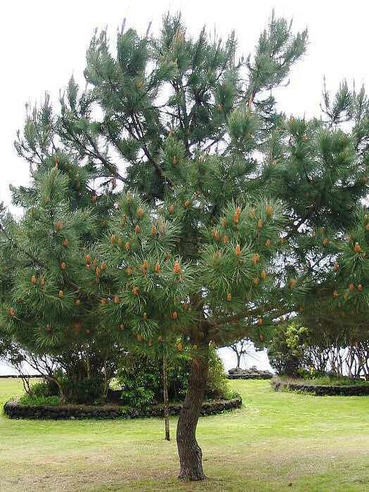 Сосна Гельдрейха (Pinus leucodermis) – вид 1