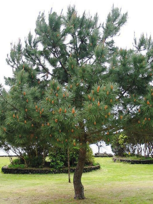 Сосна Гельдрейха (Pinus leucodermis)