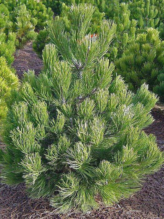 Сосна Гельдрейха (Pinus leucodermis) – вид 2