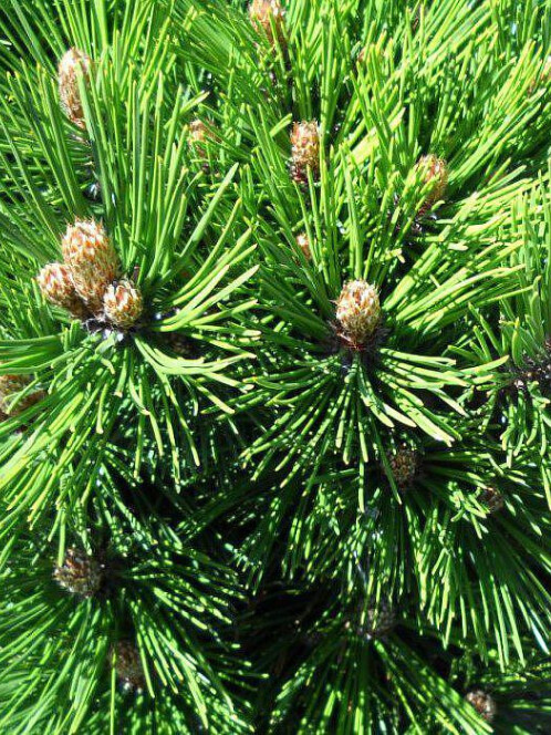 Сосна Гельдрейха (Pinus leucodermis) – вид 3