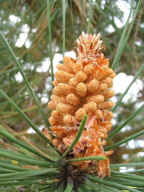 Сосна Гельдрейха (Pinus leucodermis) – вид 4