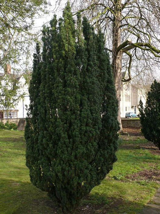 Тис Ягодный (Taxus baccata) – вид 2