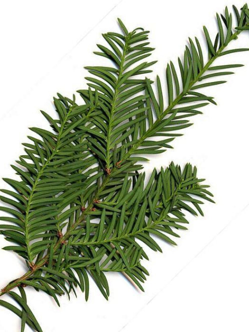 Тис Ягодный (Taxus baccata) – вид 3