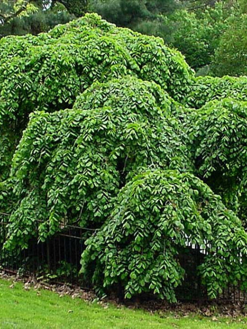 Вяз шершавый Пендула (Pendula)