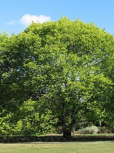 Вяз шершавый (Ulmus glabra) – вид 1