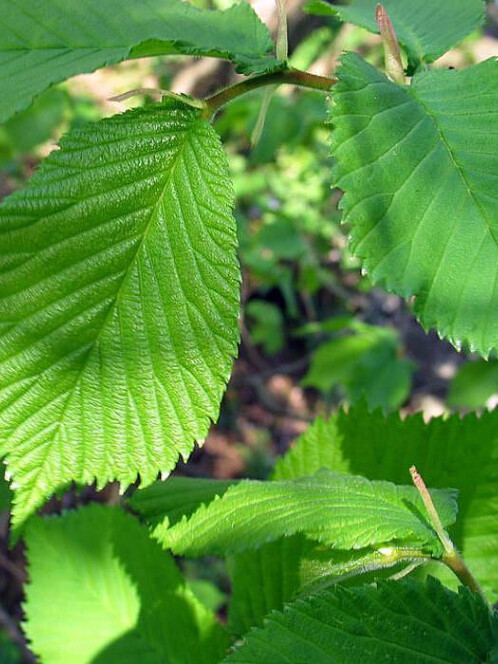 Вяз малый (Ulmus minor)