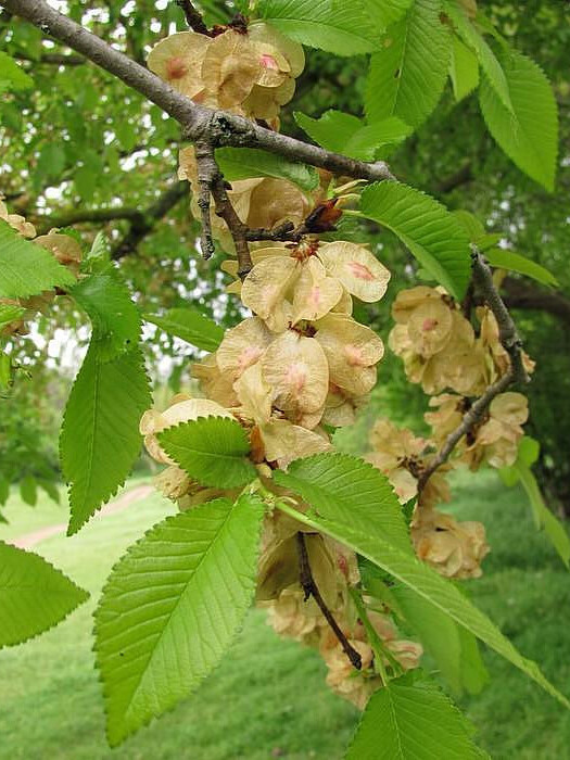 Вяз малый (Ulmus minor) – вид 2