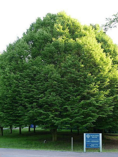 Граб обыкновенный (Сarpinus betulus) – вид 1