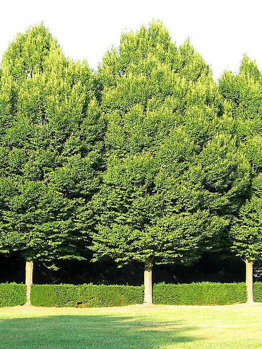 Граб обыкновенный (Сarpinus betulus) – вид 2