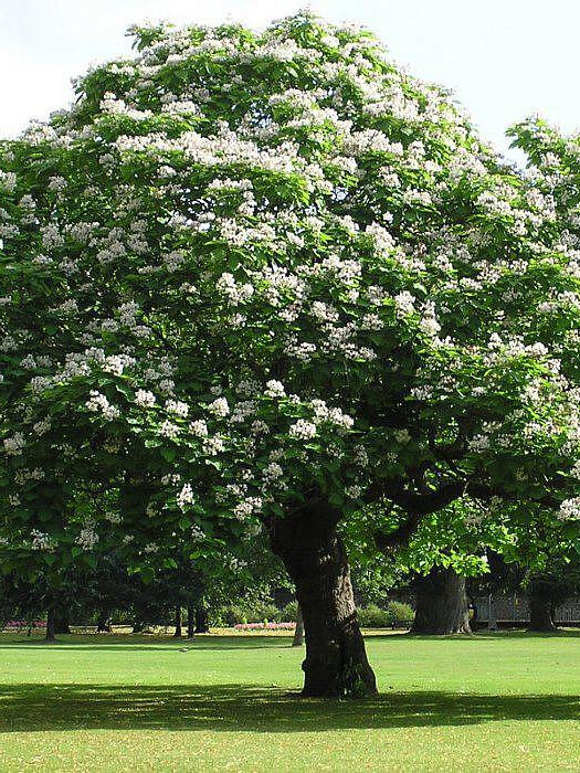 Катальпа бигнониевидная (Catalpa bignonioides) – вид 1