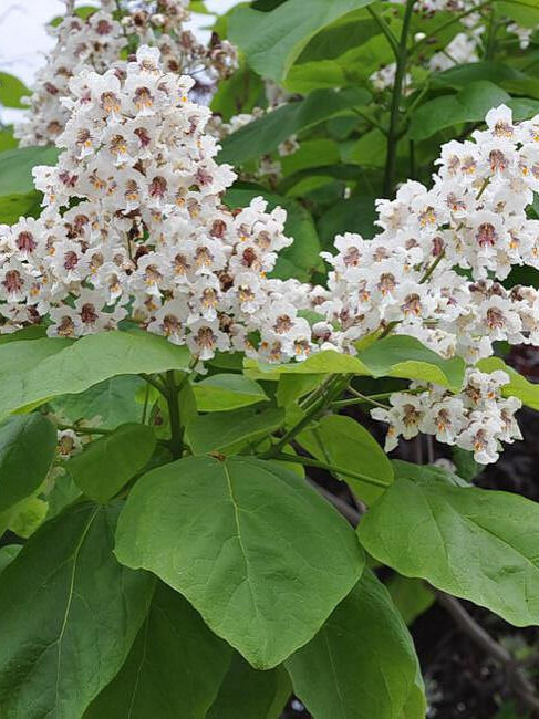 Катальпа бигнониевидная (Catalpa bignonioides) – вид 2