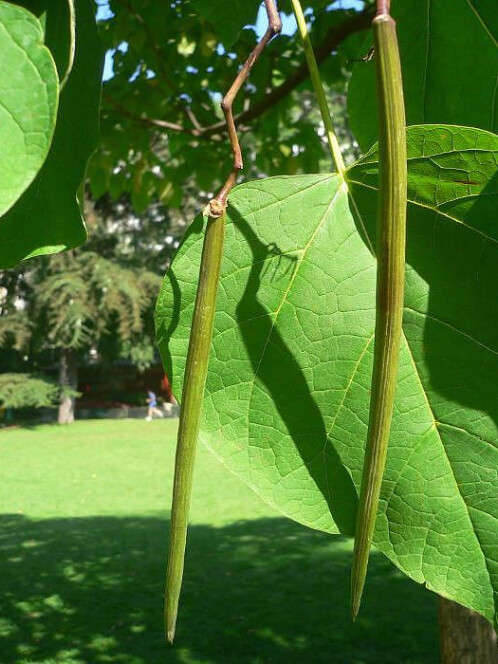 Катальпа бигнониевидная (Catalpa bignonioides) – вид 3