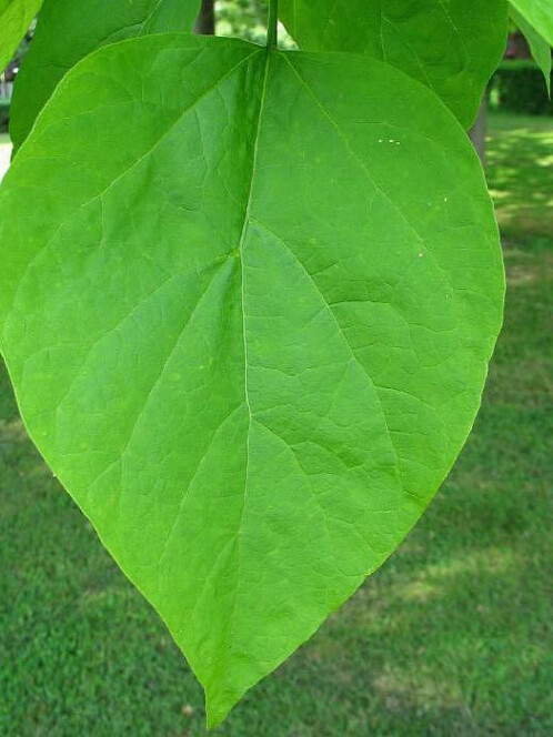 Катальпа бигнониевидная (Catalpa bignonioides) – вид 4