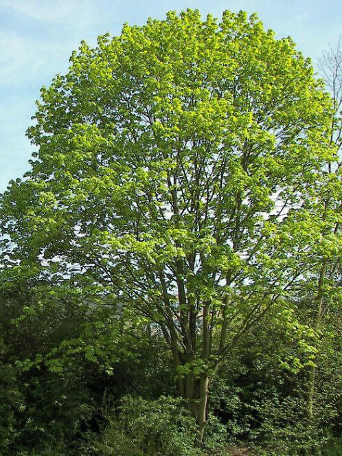 Клен остролистный (Acer platanoides)