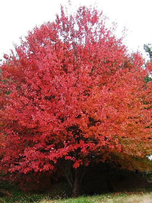 Клен красный (Quercus rubra) – вид 1