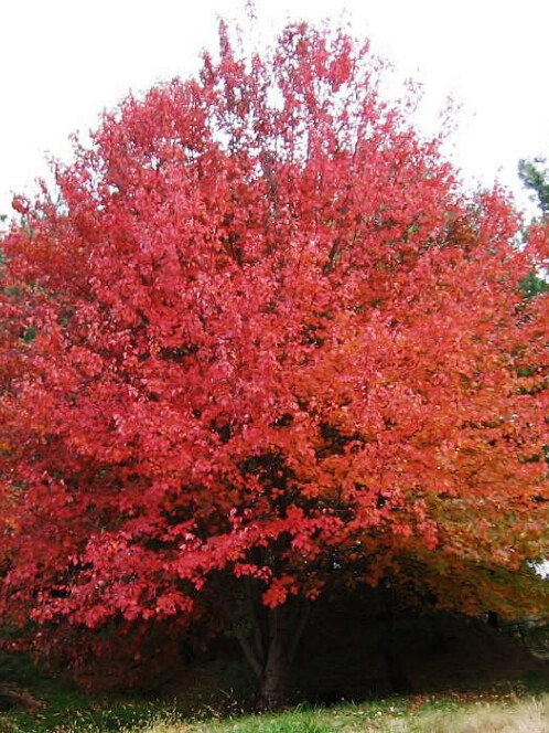 Клен красный (Quercus rubra)