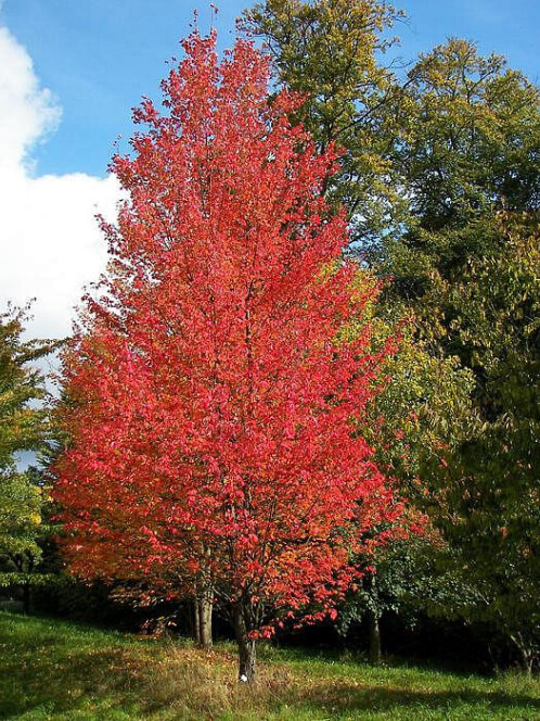 Клен красный (Quercus rubra) – вид 2