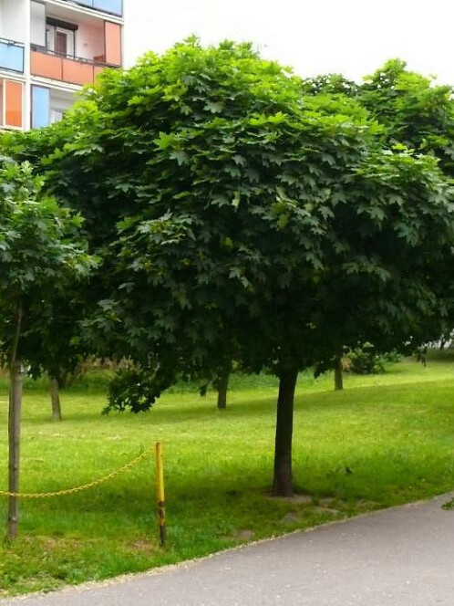 Клен остролистный Глобозум (Globosum)