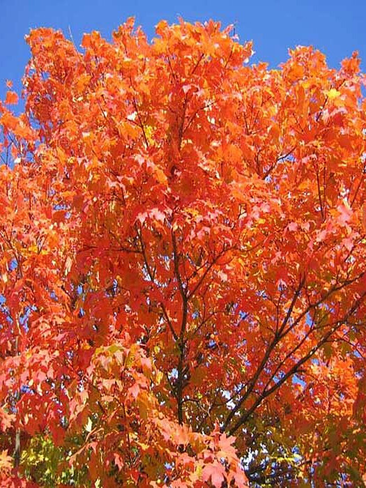 Клён серебристый (сахаристый) (Acer saccharinum) – вид 3