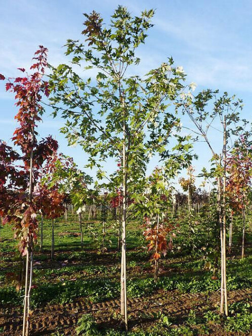 Клён серебристый (сахаристый) (Acer saccharinum) – вид 5