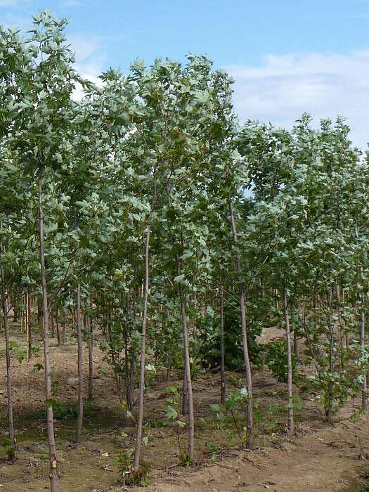 Клён серебристый (сахаристый) (Acer saccharinum) – вид 9