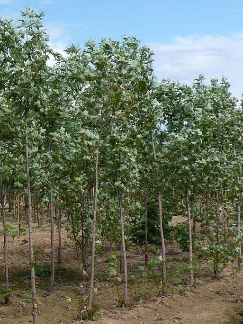 Клён серебристый (сахаристый) (Acer saccharinum) – вид 9