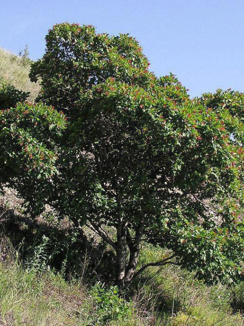 Клен татарский (Acer tataricum) – вид 1