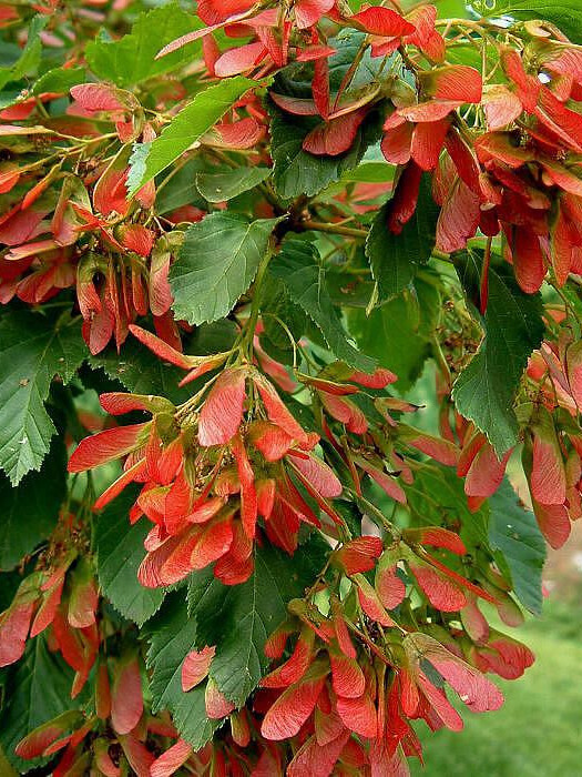 Клен татарский (Acer tataricum) – вид 2