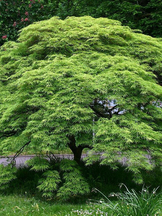 Клен дланевидный (Acer palmatum) – вид 1