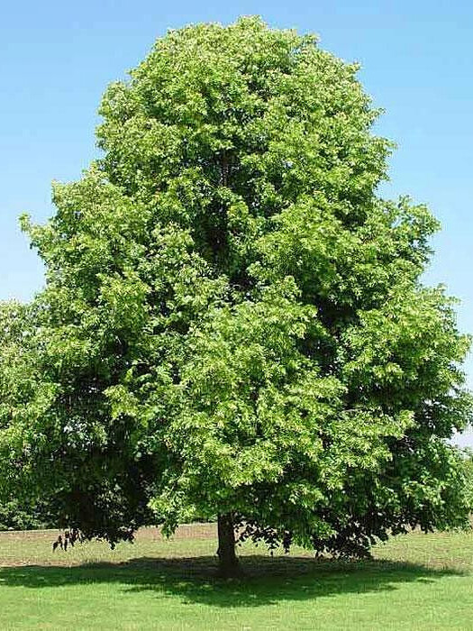 Липа мелколистная (Tilia cordata) – вид 1