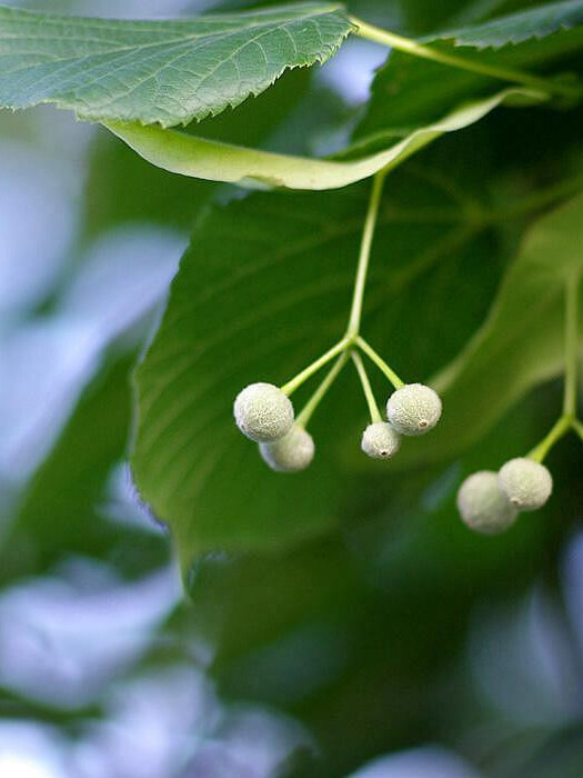 Липа мелколистная (Tilia cordata) – вид 2