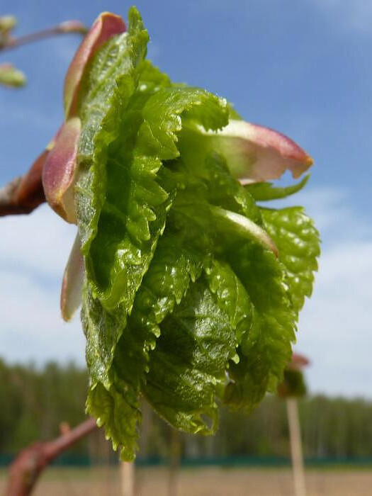 Липа мелколистная (Tilia cordata) – вид 5