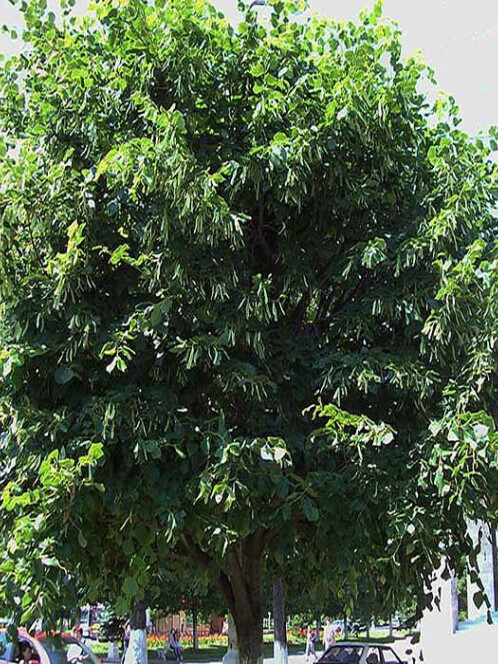 Липа крупнолистная (Tilia platyphyllos)