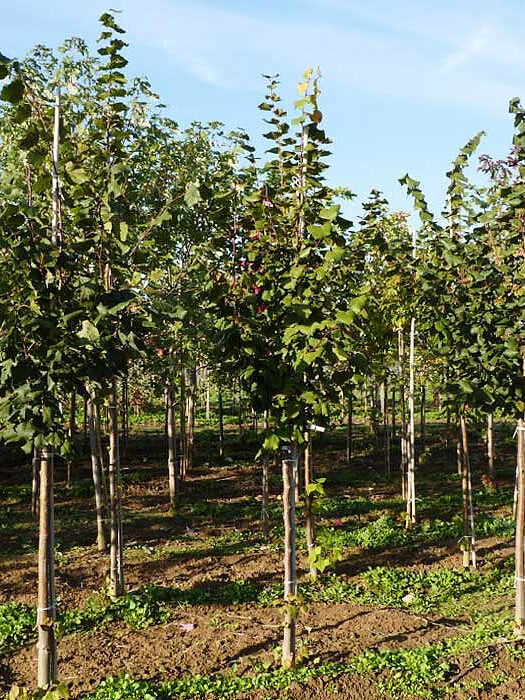 Липа крупнолистная (Tilia platyphyllos) – вид 3