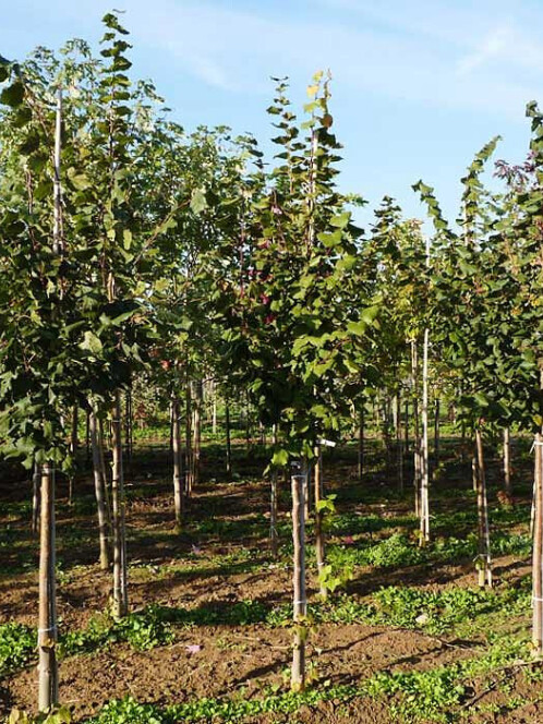 Липа крупнолистная (Tilia platyphyllos) – вид 3