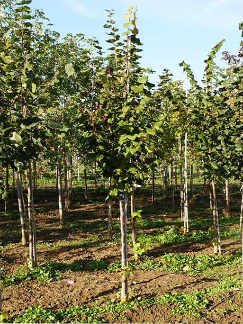 Липа крупнолистная (Tilia platyphyllos) – вид 4