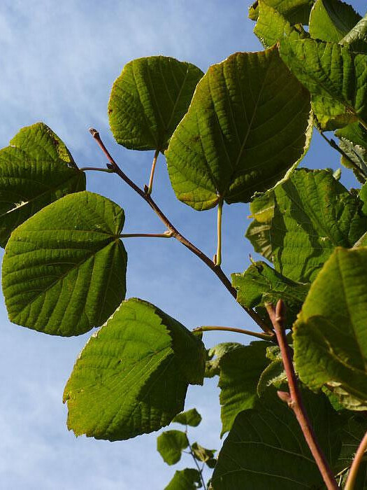 Липа крупнолистная (Tilia platyphyllos) – вид 6