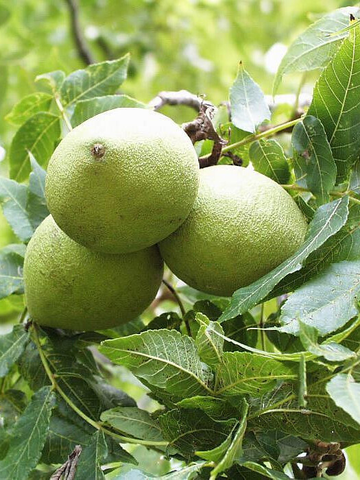 Орех Чёрный (Juglans nigra) – вид 3