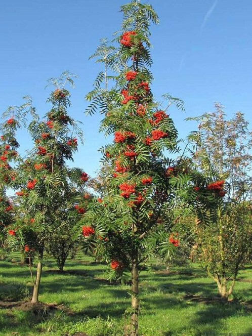 Рябина смешанная Додонг (Dodong)