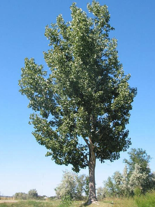 Тополь белый (Populus alba) – вид 1