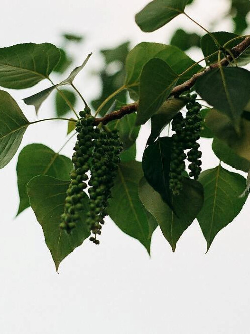 Тополь бальзамический (Populus balsamifera)