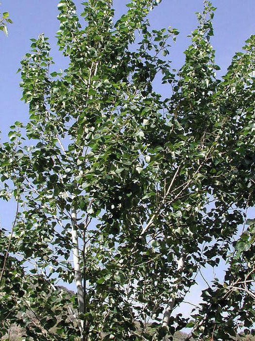 Тополь бальзамический (Populus balsamifera) – вид 3