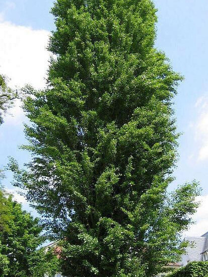 Тополь пирамидальный (Populus pyramidalis) – вид 2